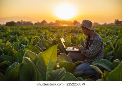 Asian farmer working in the field of tobacco tree and using laptop to find an infomation to take care or checking on tobacco plant after planting. Technology for agriculture Concept - Shutterstock ID 2252250379