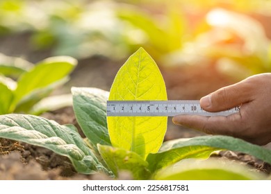 Asian farmer working in the field of tobacco tree. Close up hand using metal ruler to measuring leaf of young tobacco plant. Plant growing or agriculture business concept. - Shutterstock ID 2256817581