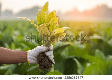 Asian farmer working in the field of tobacco tree and holding damage or wasted leaves after planting. disease in plants and agriculture Concept