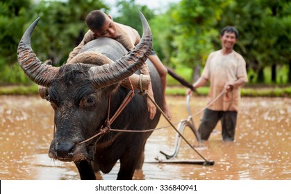 Asian farmer working with his buffalo and son lying on buffalo