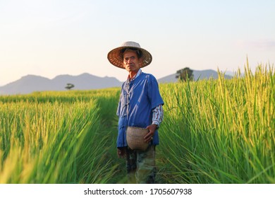 Asian farmer working on rice field applying fertilizer.