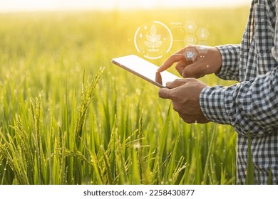 Asian farmer working in the rice field. Man using using digital tablet to examining, planning or analyze on rice plant after planting. Agriculture business concept - Powered by Shutterstock