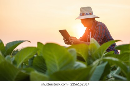 Asian farmer working in the tobacco field. Man is examining and using digital tablet to management, planning or analyze on tobacco plant after planting. Technology for agriculture Concept - Shutterstock ID 2256152587