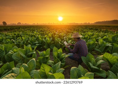 Asian farmer working in the tobacco field. Man is examining and using digital tablet to management, planning or analyze on tobacco plant after planting. Technology for agriculture Concept