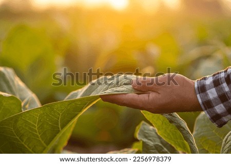Asian farmer working in the tobacco field. Man is examining, planning or analyze on tobacco plant after planting. Agriculture Concept