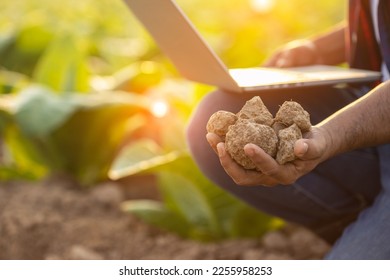 Asian farmer working in the young tobacco field. Man holding dry soil in corn field to testing, examining quality and minerals of soil. Smart farming Technology for agriculture Concept. - Shutterstock ID 2255958253