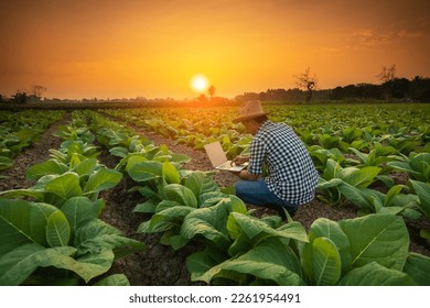 Asian farmer working in the young tobacco field, Man using digital laptop to planning management, examining or analyze young tobacco after planting. Smart farming Technology for agriculture Concept. - Shutterstock ID 2261954491