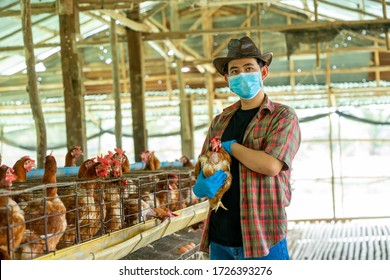 Asian farmers wearing protective mask to Protect Against Covid-19 raise chickens on a rural farm and harvest quality chicken eggs for commercial purposes. - Powered by Shutterstock