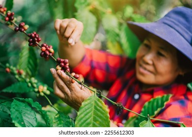 Asian female farmer hand picking fresh coffee beans from the coffee plant. - Powered by Shutterstock