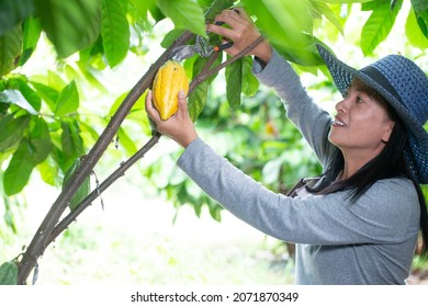 Asian Female Farmer Harvested Cocoa In Cocoa Fields Happily