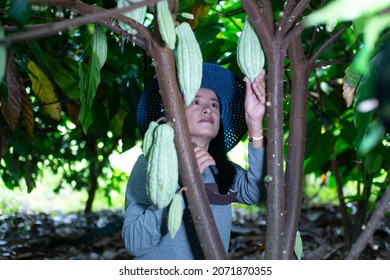 Asian Female Farmer Harvested Cocoa In Cocoa Fields Happily