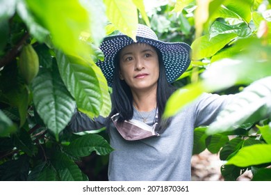 Asian Female Farmer Harvested Cocoa In Cocoa Fields Happily