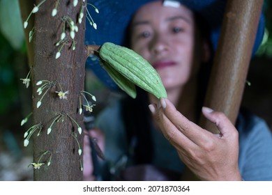 Asian Female Farmer Harvested Cocoa In Cocoa Fields Happily (selective Focus, Is Cocoa Fruit)