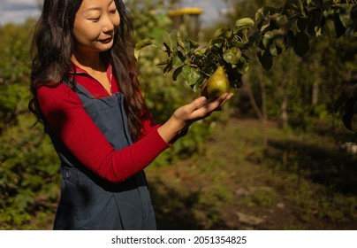 419 Asian pear picking Images, Stock Photos & Vectors | Shutterstock