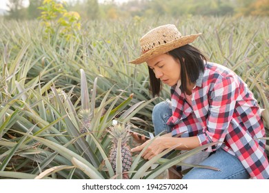 634 Pineapple farm worker Images, Stock Photos & Vectors | Shutterstock