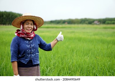 Asian female farmer smiles, raises thumb up and stands at green paddy field.                               