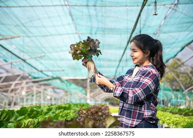 Asian female farmer wearing  is caring for organic vegetables inside the nursery.Young entrepreneurs with an interest in agriculture. Building a agricultural career at farm - Shutterstock ID 2258367575