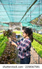  Asian female farmer wearing  is caring for organic vegetables inside the nursery.Young entrepreneurs with an interest in agriculture. Building a agricultural career at farm - Shutterstock ID 2258367581