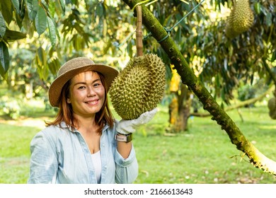 Asian Female Gardener With Durians On The Durian Tree In Her Garden.