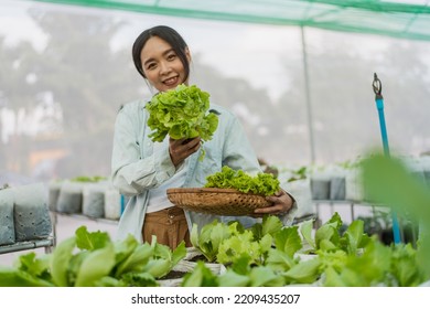 Asian Female Gardener Harvested Fresh Vegetables In Farm. Asian Farmer In Vegetable Organic Farm. Hydroponics Organic Farm Concept.