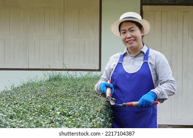 Asian Female Gardener Is Using Big Scissors To Trim Bushes In Front Of Her House. Concept : Hobby, Pastime. Spending Time To  Do Relaxing Activity At Home On Weekend.                               