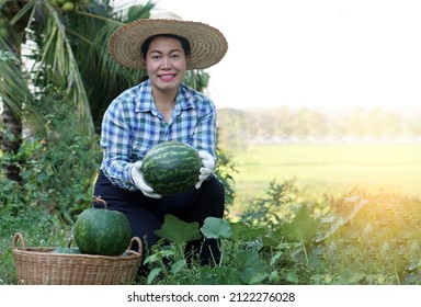 Asian Female Gardener Wears Hat, Plaid Shirt And Groves Hold Watermelon Fruit At Garden In The Evening. Concept : Satisfied In Agricultural Product. Home Garden And Community Plant.                   