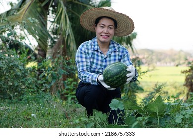 Asian Female Gardener Wears Hat, Plaid Shirt And Groves Hold Watermelon Fruit At Garden In The Evening. Concept : Satisfied In Agricultural Product. Home Garden And Community Plant.        