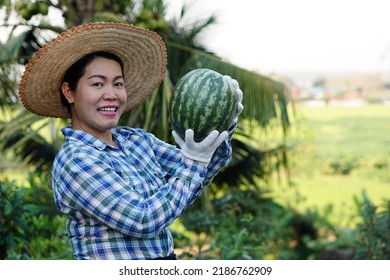 Asian Female Gardener Wears Hat, Plaid Shirt And Groves Hold Watermelon Fruit At Garden In The Evening. Concept : Satisfied In Agricultural Product. Home Garden And Community Plant.                   