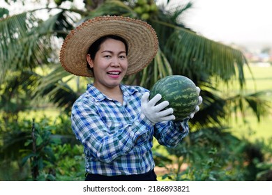 Asian Female Gardener Wears Hat, Plaid Shirt And Groves Hold Watermelon Fruit At Garden In The Evening. Concept : Satisfied In Agricultural Product. Home Garden And Community Plant.     