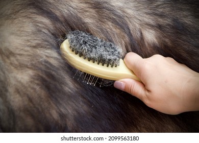 Asian female hand is brushing her big Alaskan Malamute dog fur zoom close up horizontal shot under pet care concept of work or project - Powered by Shutterstock