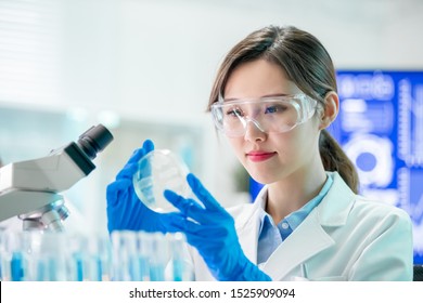 Asian Female Scientist Take Petri Dish In The Laboratory