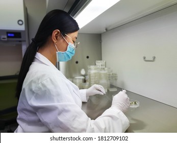 An Asian female scientist wearing an experimental gown is conducting a plant gene editing(CRISPR) experiment on a clean bench.