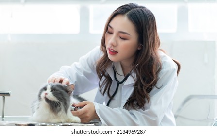 Asian Female Veterinarian Examining A Cat's Medical Condition
