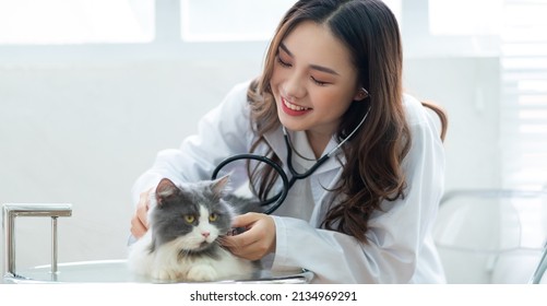 Asian Female Veterinarian Examining A Cat's Medical Condition
