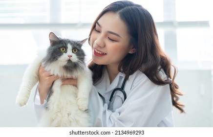 Asian Female Veterinarian Examining A Cat's Medical Condition
