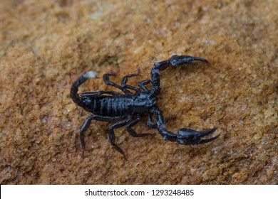 Asian Forest Scorpion - Heterometrus spinifer 