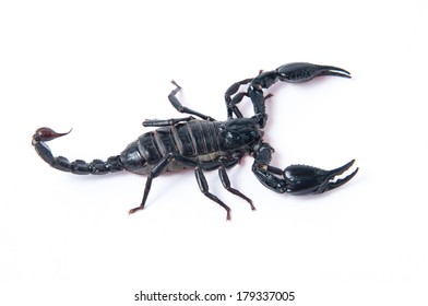 42 Asian blue forest scorpion Images, Stock Photos & Vectors | Shutterstock