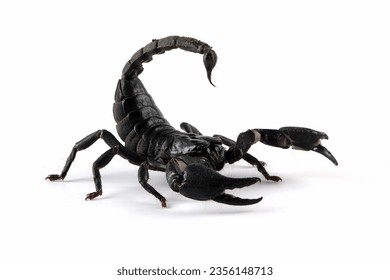 Asian  forest scorpion 