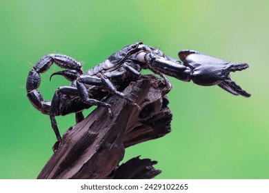Asian forest scorpion 