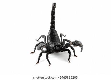 Asian  forest scorpion 