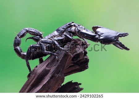 Asian forest scorpion 