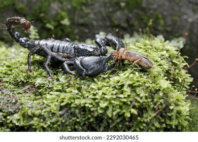 Un escorpión forestal asiático se prepara para aprovecharse de un macho de cricket en una roca llena de musgo. Este animal picante tiene el nombre científico de Heterometrus spinifer.