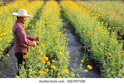 Asian gardener is cutting yellow marigold flowers using secateurs for cut flower business and dead heading, cultivation and harvest season - Shutterstock ID 2067097508