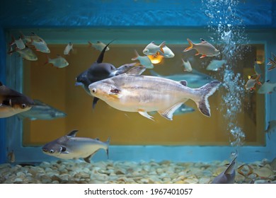 Asian giant catfish swiming in big tank at aquarium