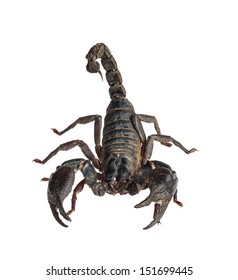 21,265 White scorpion Images, Stock Photos & Vectors | Shutterstock