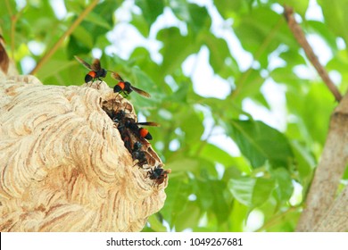 Asian Giant Hornet