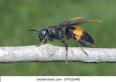 Asian Giant Hornet.