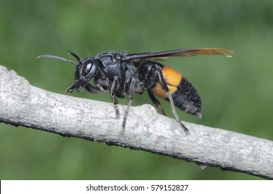 Asian Giant Hornet.