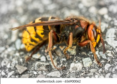 Asian Giant Hornet