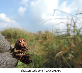 Asian Giant Hornet Caught With Fingers